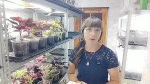 Анонс продаж на сентябрь. Скоро будет прием заказов на колеусы традесканции. Важная информация.
