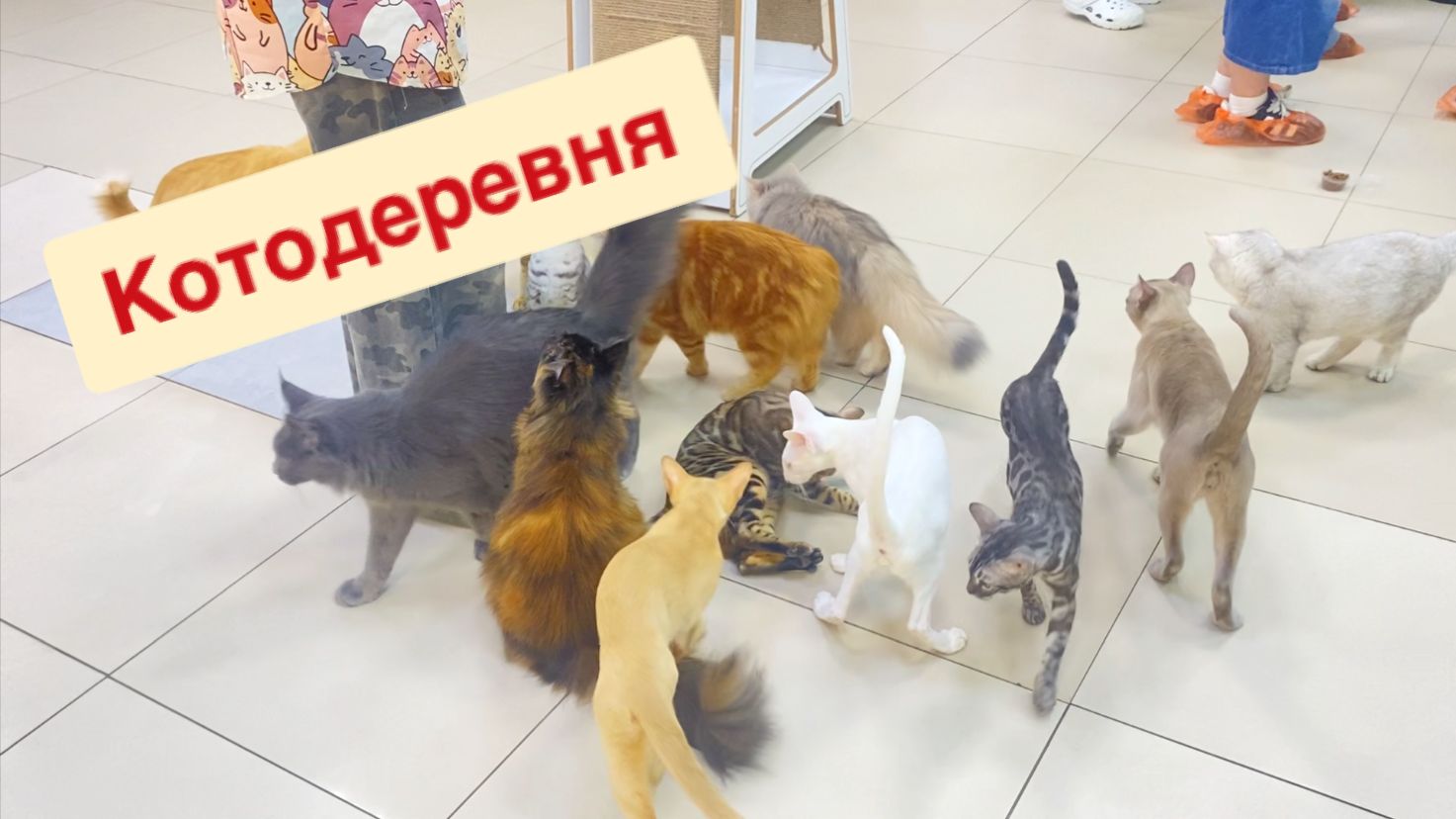 КОТОДЕРЕВНЯ в ТРЦ Макси. Все любят котиков