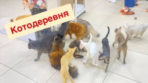КОТОДЕРЕВНЯ в ТРЦ Макси. Все любят котиков