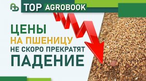 Цены на пшеницу не скоро прекратят падение | TOP Agrobook