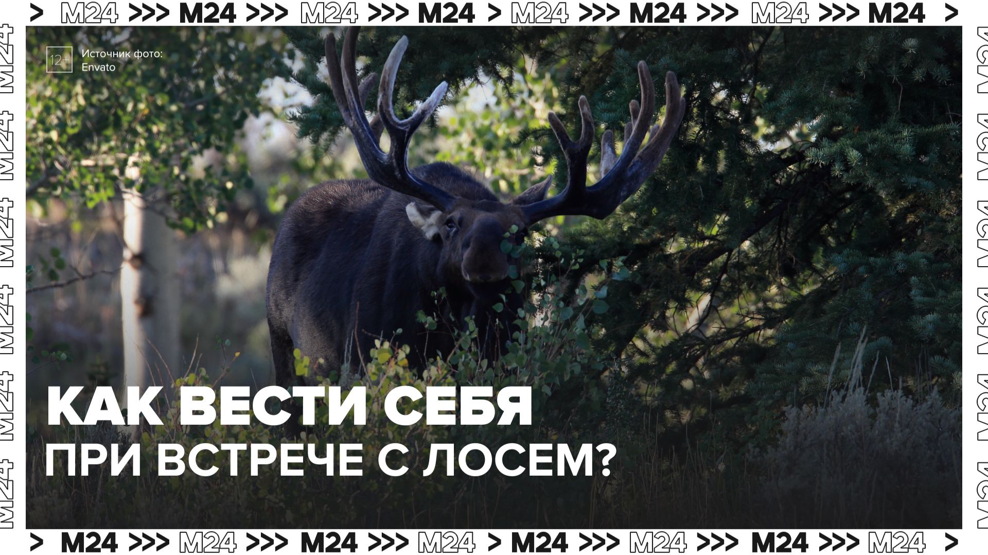 Лоси стали чаще выходить на дороги в Московском регионе - Москва 24