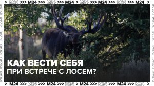 Лоси стали чаще выходить на дороги в Московском регионе - Москва 24