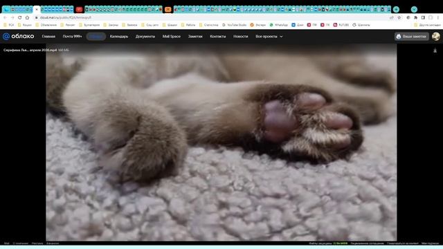 Котята питомника кошек САПФИР МЕКОЛЬ