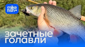 Спасаем приманки и ловим зачетных голавлей