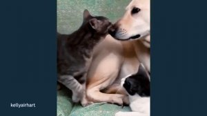 Приколы с КОШКАМИ и СОБАКАМИ 😹😹😹 FUNNY CATS 🤣😹🤣