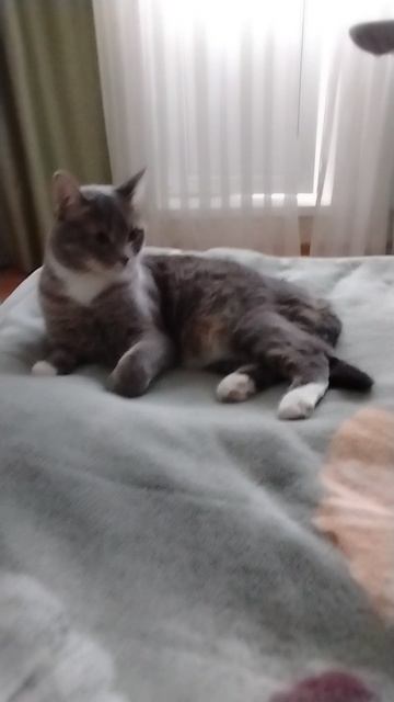 самая важная кошка