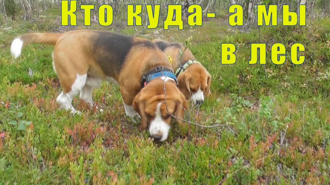 УЕХАЛИ В ЛЕС С ПСЫНОЧКАМИ /ТЕПЕРЬ В МУРМАНСКЕ НЕТ БЕНЗИНА / 08 и 09 августа 2026