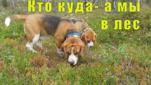 УЕХАЛИ В ЛЕС С ПСЫНОЧКАМИ /ТЕПЕРЬ В МУРМАНСКЕ НЕТ БЕНЗИНА / 08 и 09 августа 2026