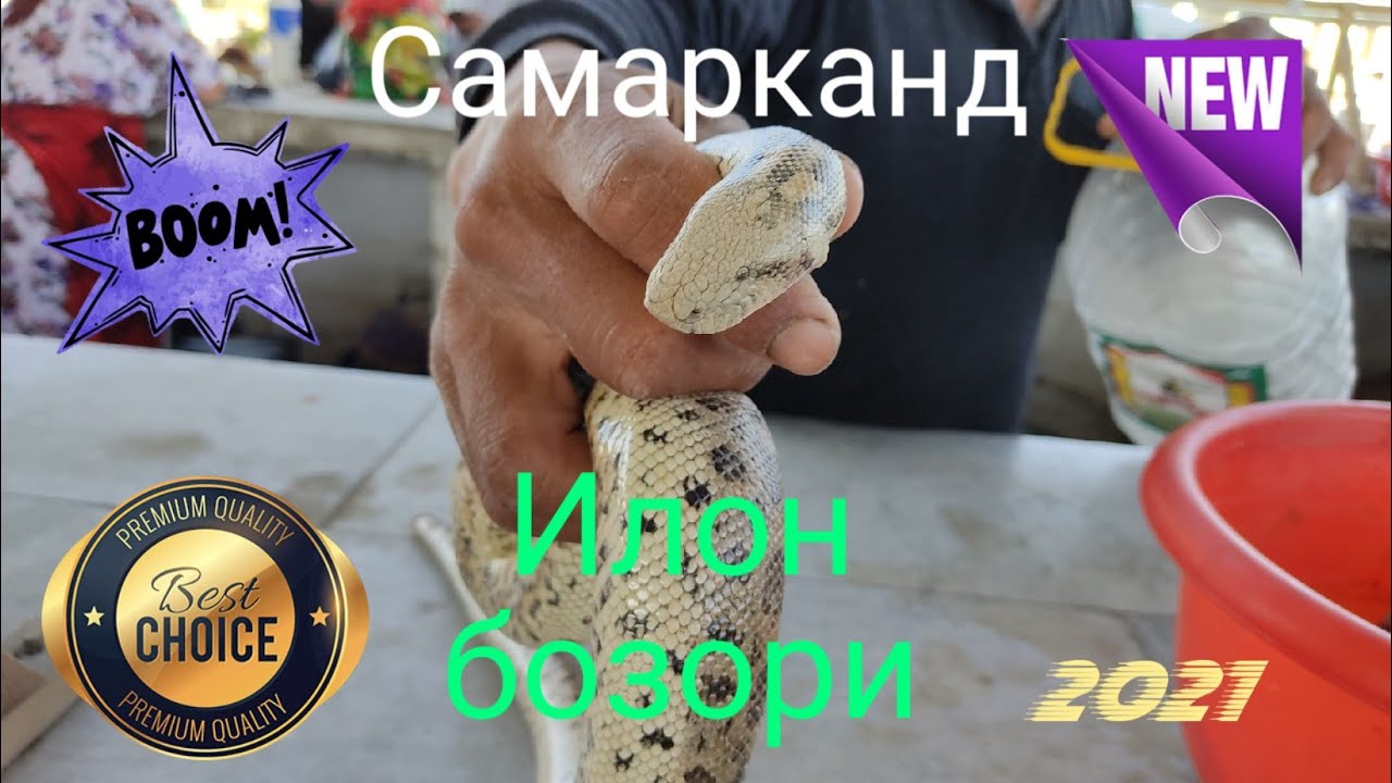 Самарканд Илон бозори, Samarkand Ilon Bozori, Ilonlar Narxi,