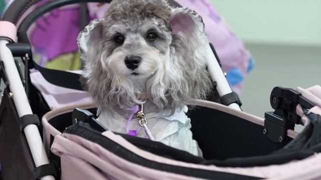 🐶🐱Выставка Pet Fair Asia: 320 тысяч квадратных метров любви к питомцам