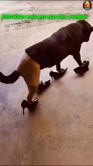 Наши питомцы 🐶🐶🐶