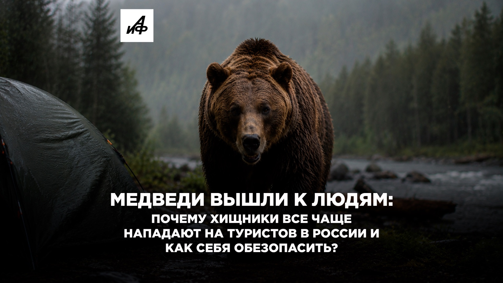 Медведи вышли к людям: почему хищники все чаще нападают на туристов в России и как себя обезопасить?