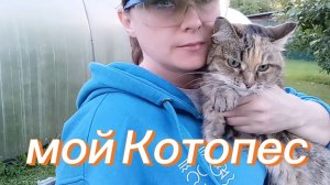 Котопес следует за мной. Муравьи съели кукурузу