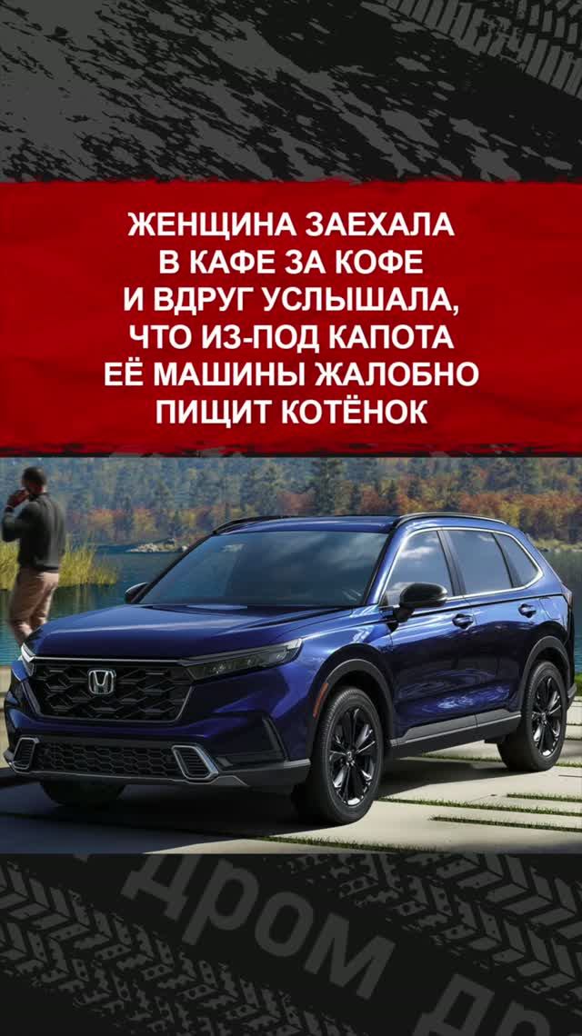 Женщина заехала в кафе за кофе и вдруг услышала, что из-под капота её машины жалобно пищит котёнок