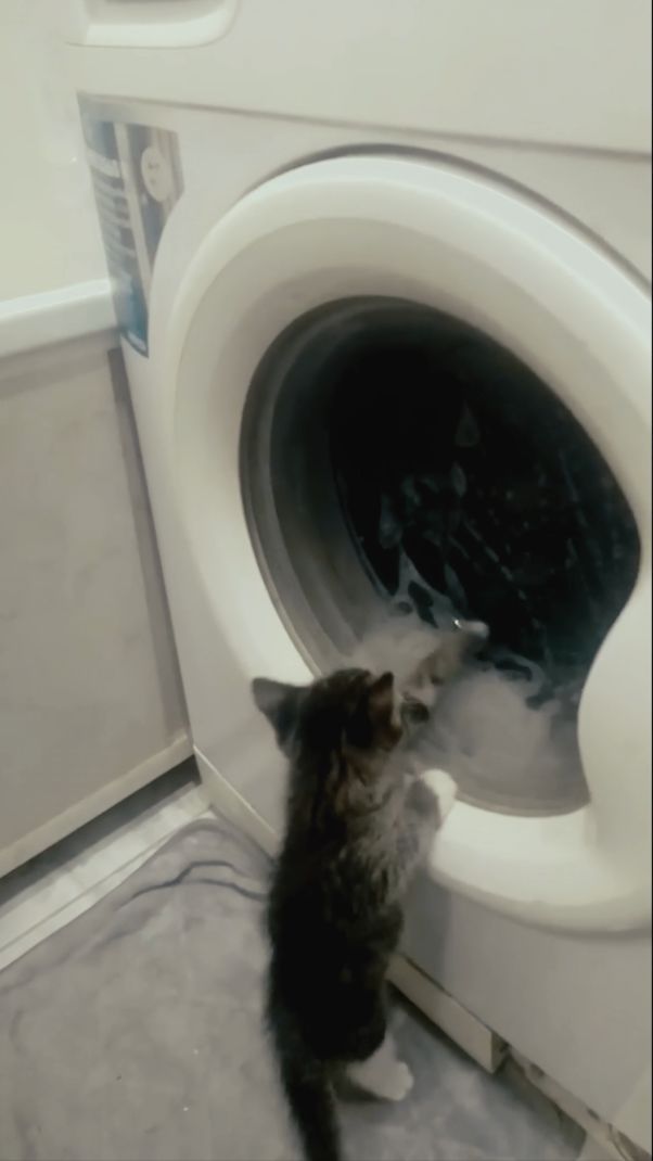 🐱 Котенок и стиральная машина | Что там происходит?