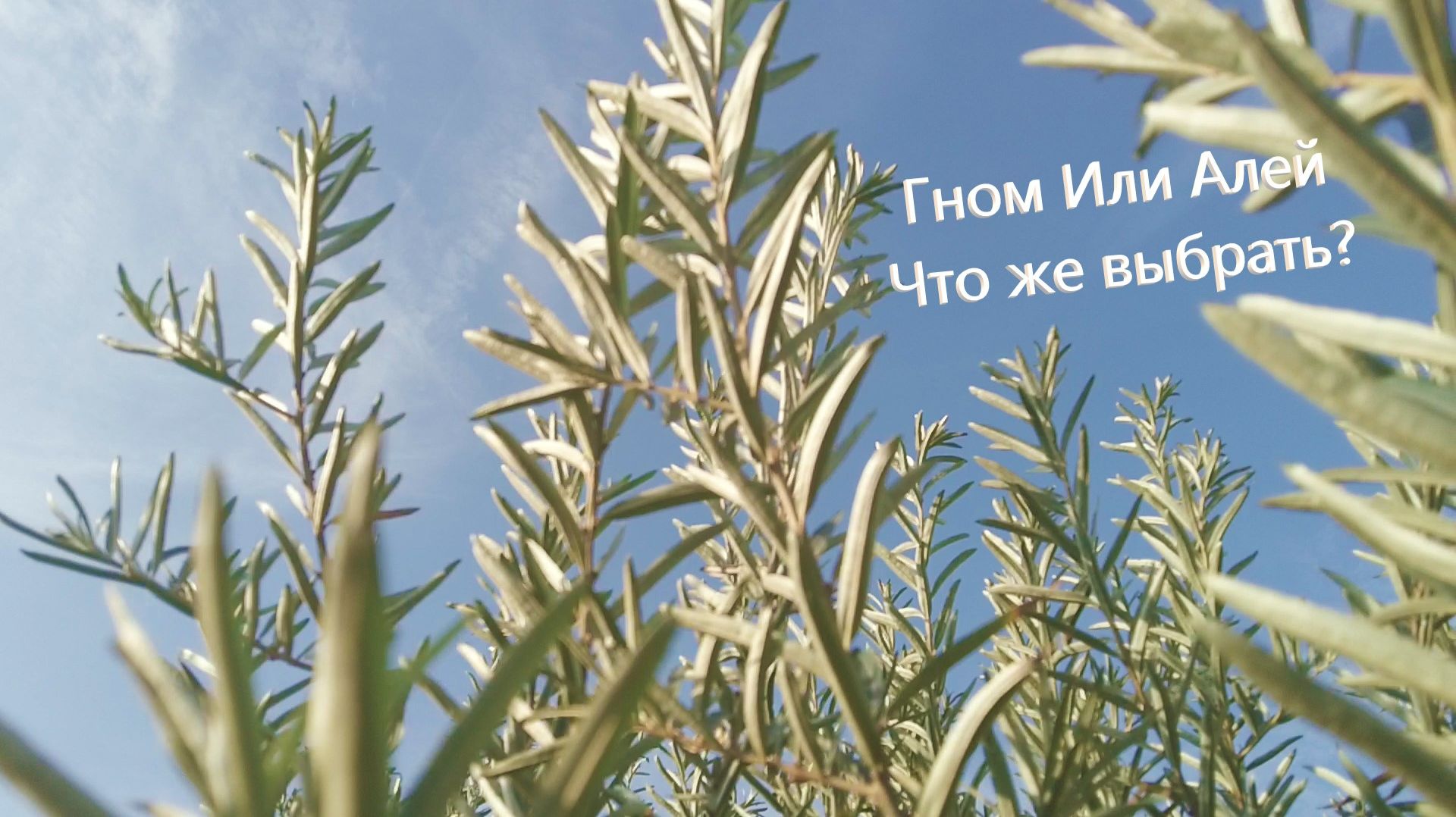 Гном или Алей?