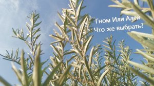 Гном или Алей?