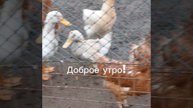 Пусть туманным будет только утро, а голова будет ясной, мысли - светлыми!