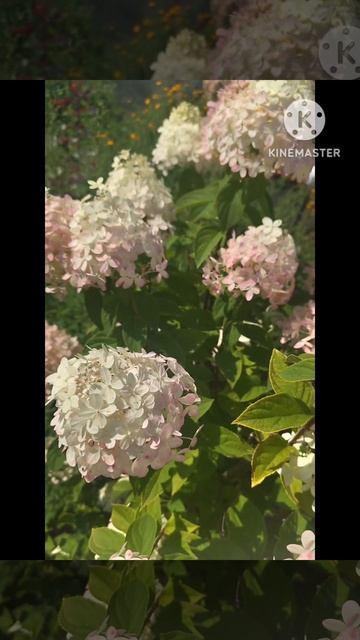 Гортензия ☘️💃🦋🥀☘️