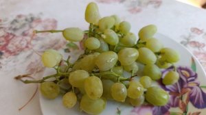 Виноградный сезон