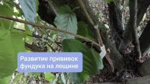 Развитие прививок фундука на лещине, 2026 год