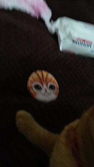 уход и чистка котика