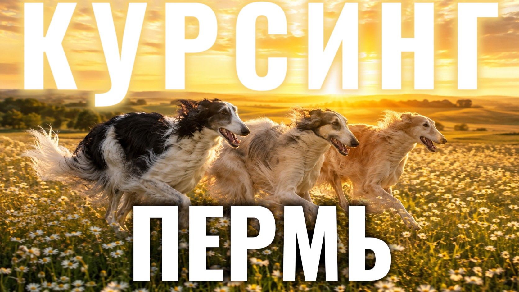Русская псовая борзая - FPV - Курсинг Пермь