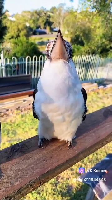 Sounds Of Birds 🐦