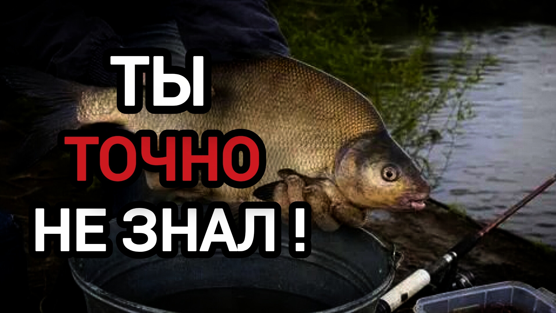 ТЫ МНОГОГО НЕ ЗНАЕШЬ О ЛЕЩЕ ! Как Поймать Леща Жарким Летом 😀 Трофейный Лещ Летом !