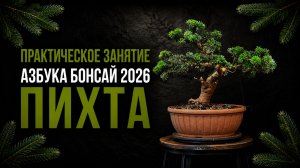 🌲Бонсай из пихты: как придать образ взрослого дерева маленькому контейнерному растению?