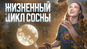 Жизненный цикл сосны | Задание 3 и 28 | ЕГЭ-2025 по биологии