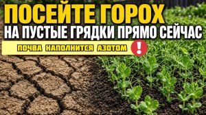 Срочно засевайте пустые грядки! Почва наполнится азотом без удобрений!