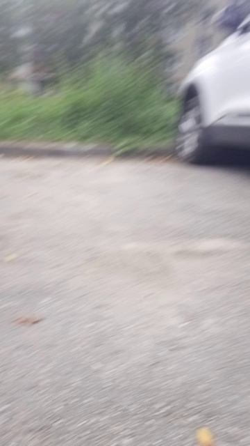 бедный маленький котёнок
