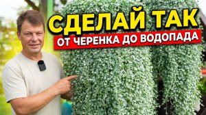 Как вырастить и размножить гигантскую дихондру Сильвер Фолс
