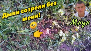 Дыни созрели без меня 🥺