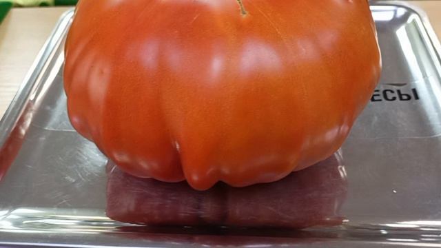 Томат Сицилийское блюдо поразил размерами(1-1,3кг) и вкусом.19.08.2026
