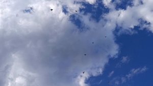 19.08.26 птицы в небе.
