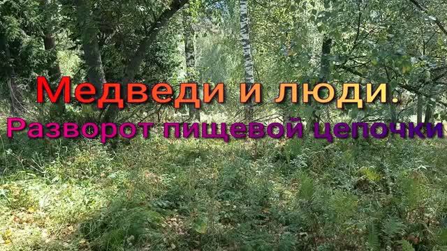 медведи и люди, разворот пищевой цепочки