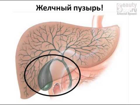 Желчный пузырь. Часть 1 - Стадии образования желчи.