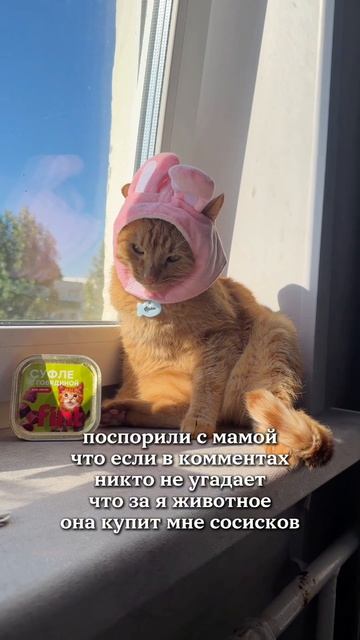 половина шесть утра