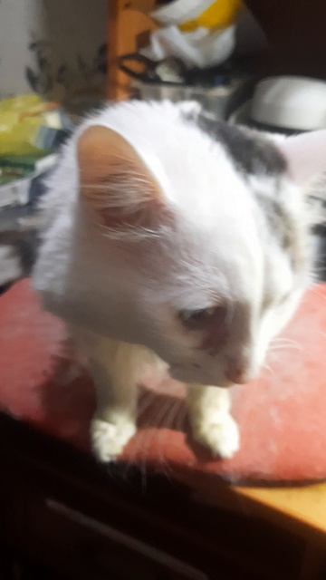 Голодный котик атакует