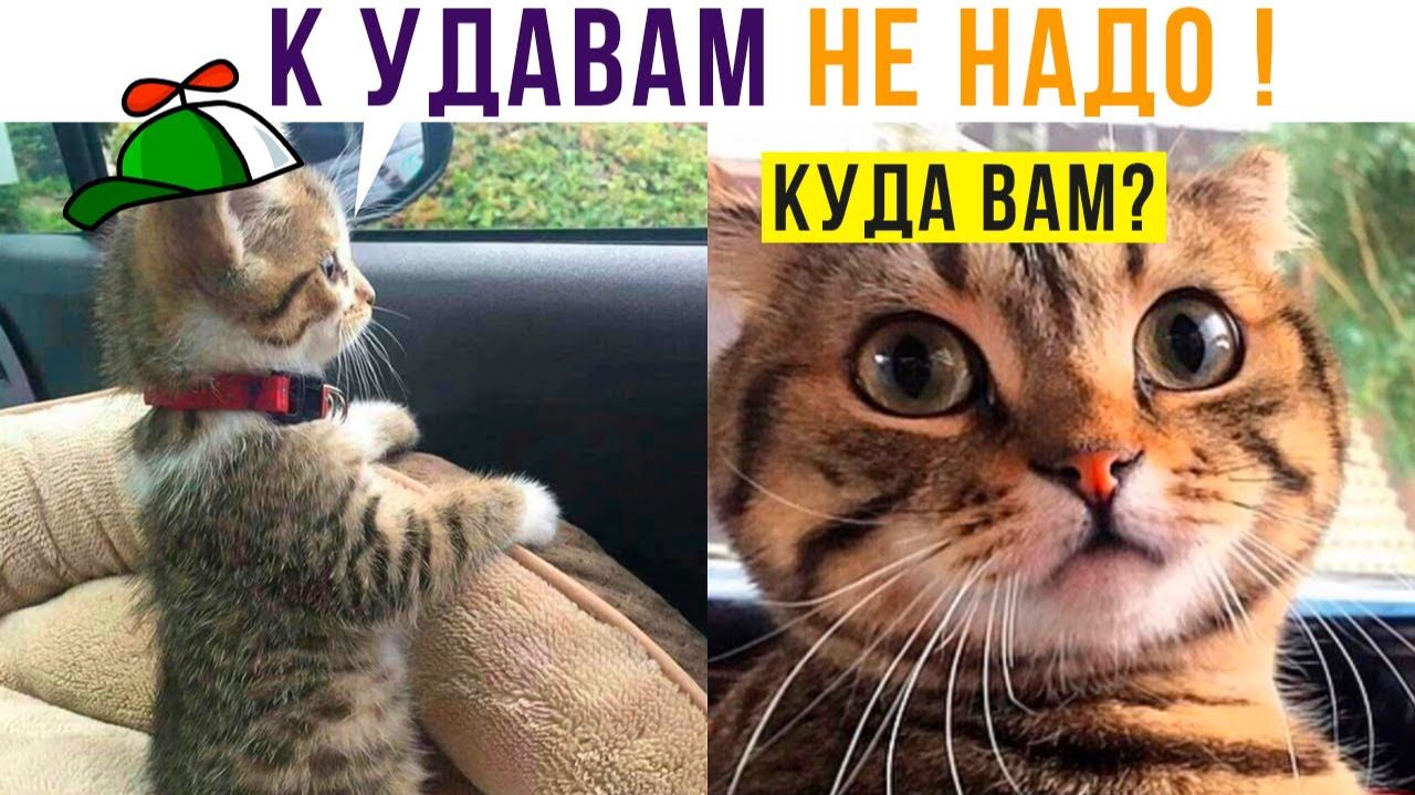 Ну поехали К УДАВАМ))) Приколы с котами