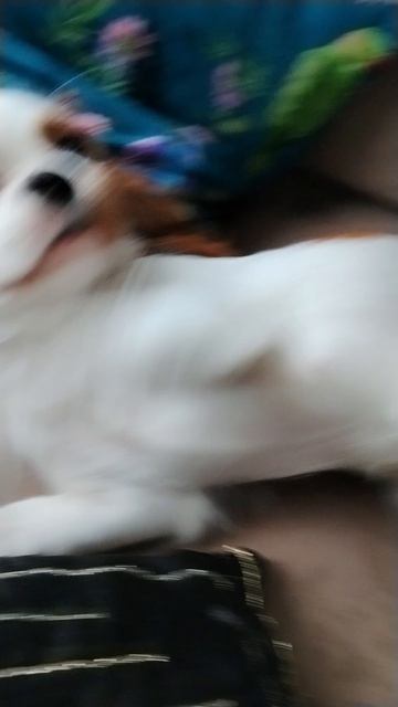 собака это не моя собака а моей систры