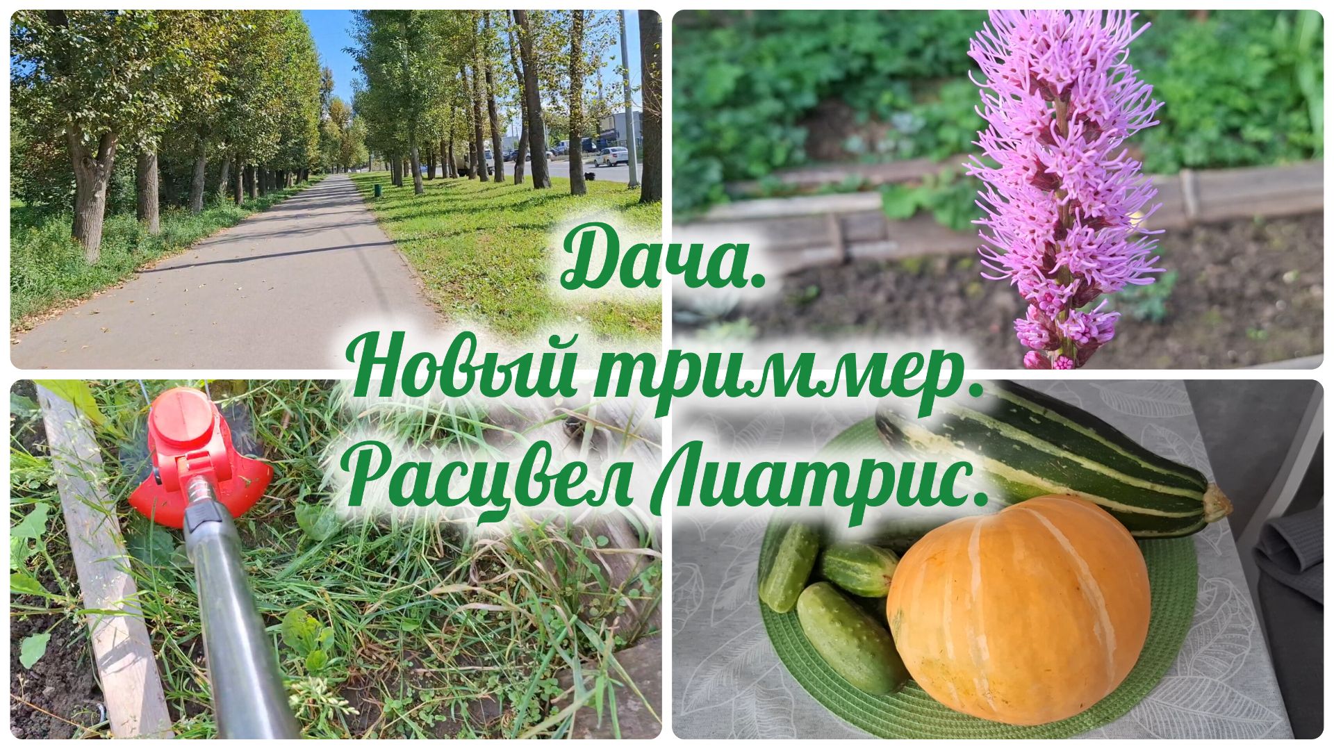 Дача. Новый триммер. Расцвел Лиатрис.