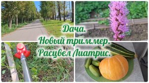 Дача. Новый триммер. Расцвел Лиатрис.