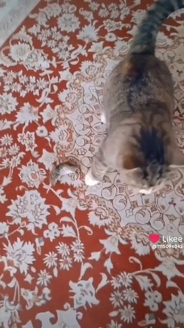 Мышь 🐭 не скроется.От Муси😺