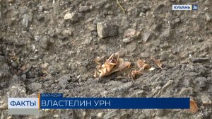 Жители ЮМР в Краснодаре пожаловались на появление больших летающих тараканов
