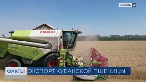 С начала года экспорт пшеницы через порты Кубани вырос более чем в 1,5 раза