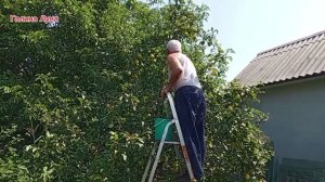 20.8.26. Покупки на Озоне/ груши пошли/ отвечу на комментарии