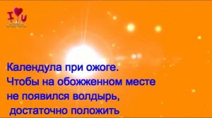 Настойка календулы.Уникальные рецепты#ВИТА-2016
